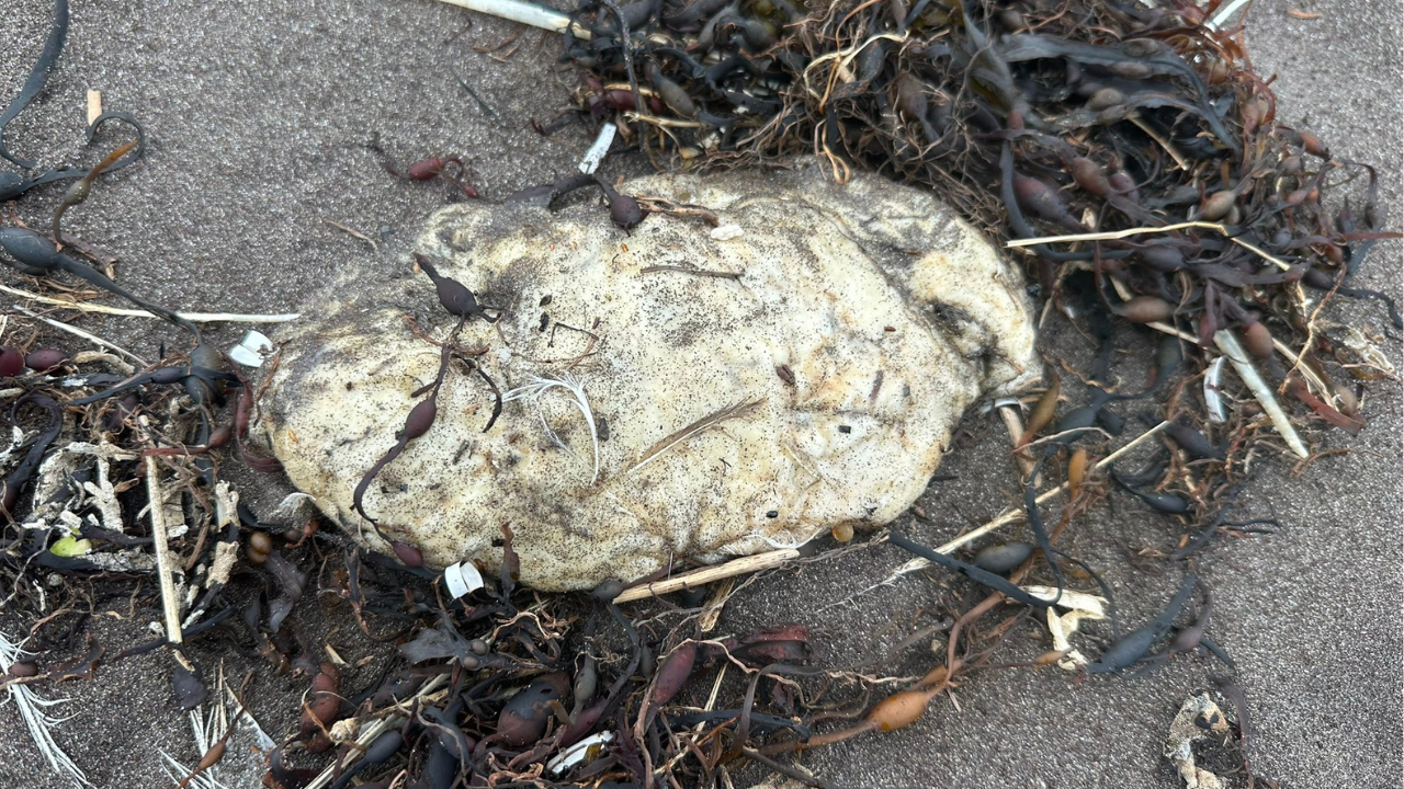 Newfoundland residents discover strange 'white blobs' washing up on beaches