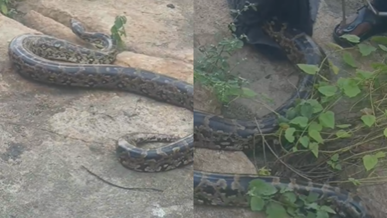 8-foot Python rscued from Hyderabad’s Osmansagar Reservoir by snake rescue team