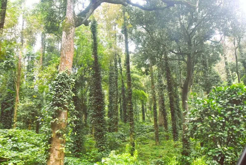 Double whammy for planters as rain ruins coffee, pepper crops