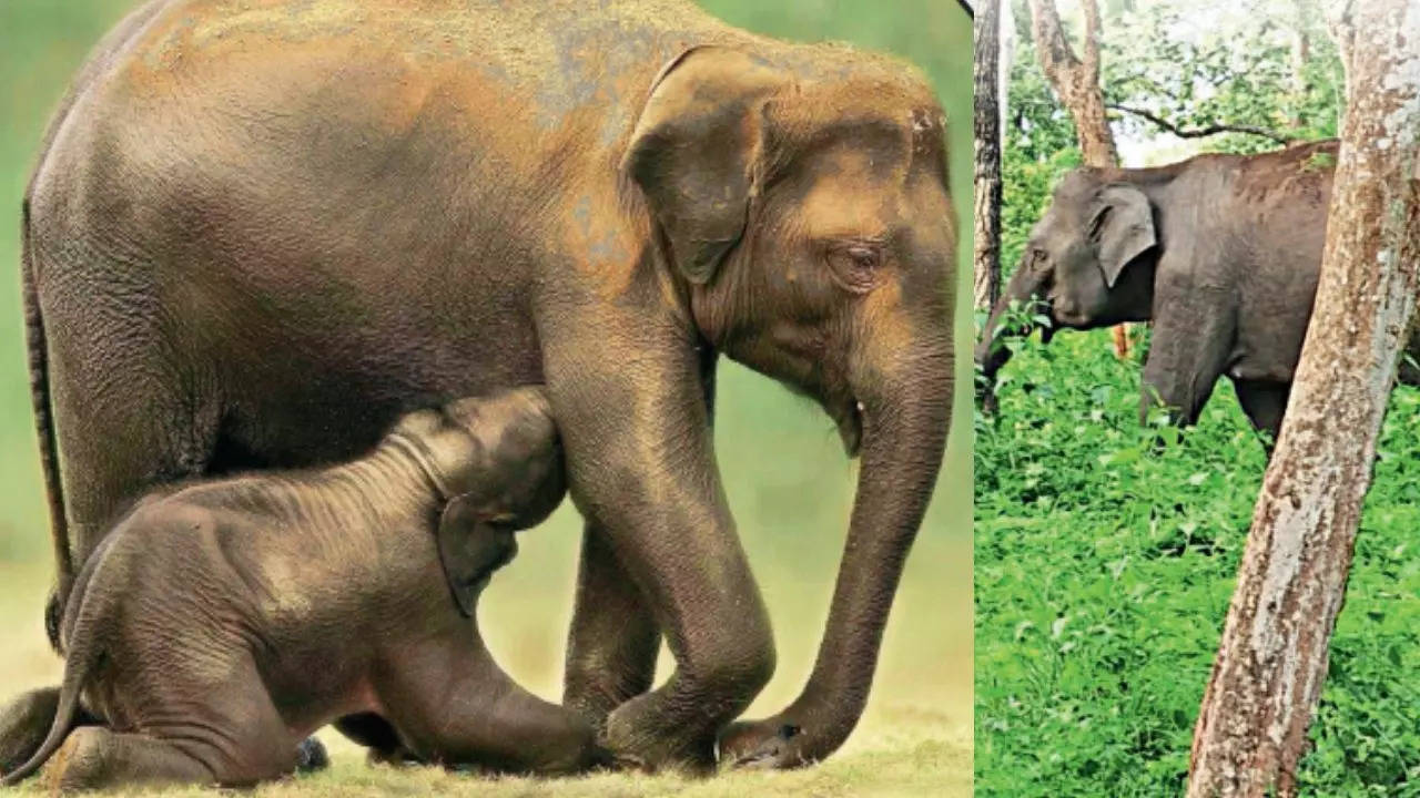 How Indian elephants’ genetic diversity tells tale of migration