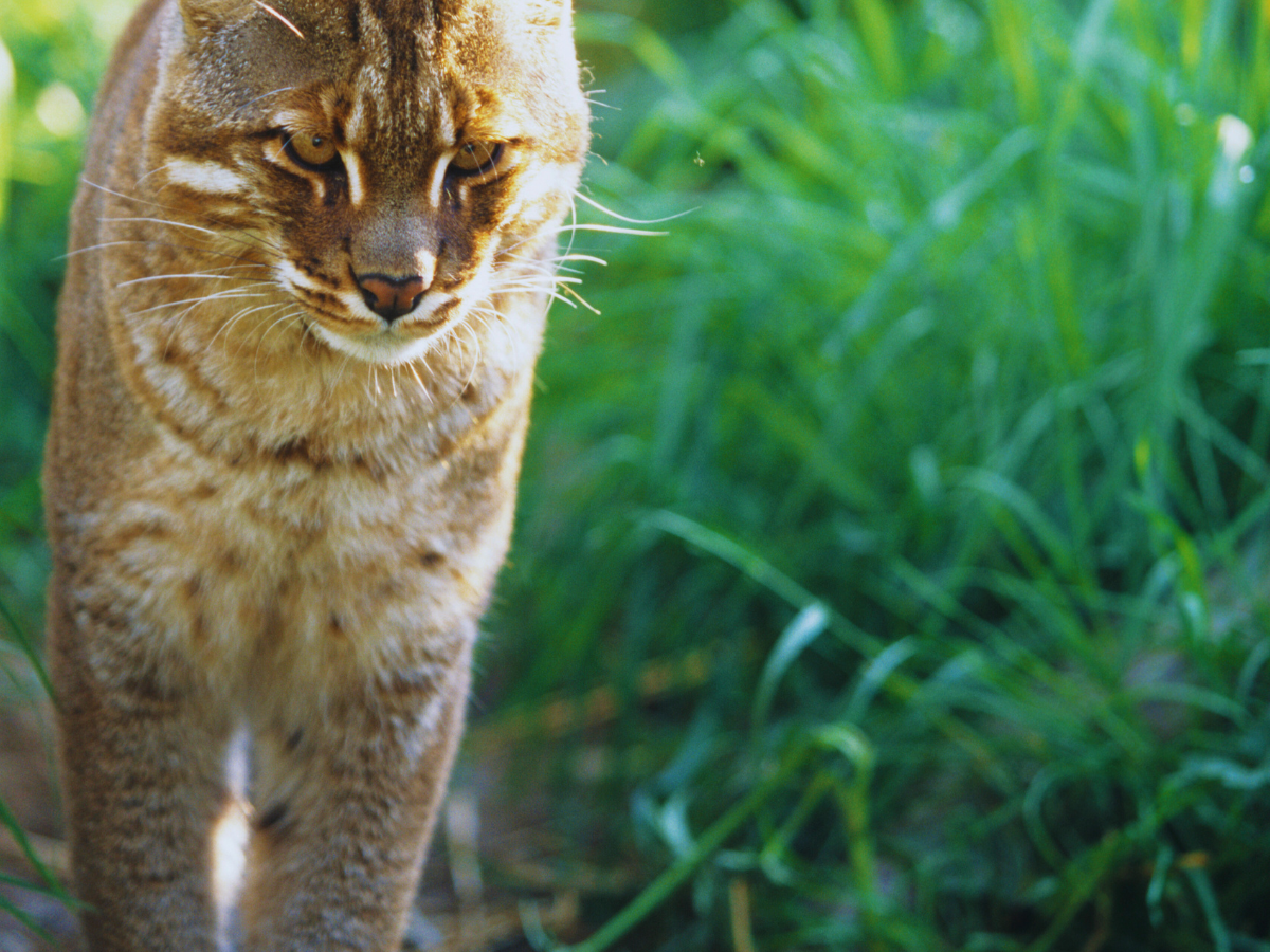 Assam: Rare and elusive Asiatic Golden Cat makes a comeback in Manas National Park