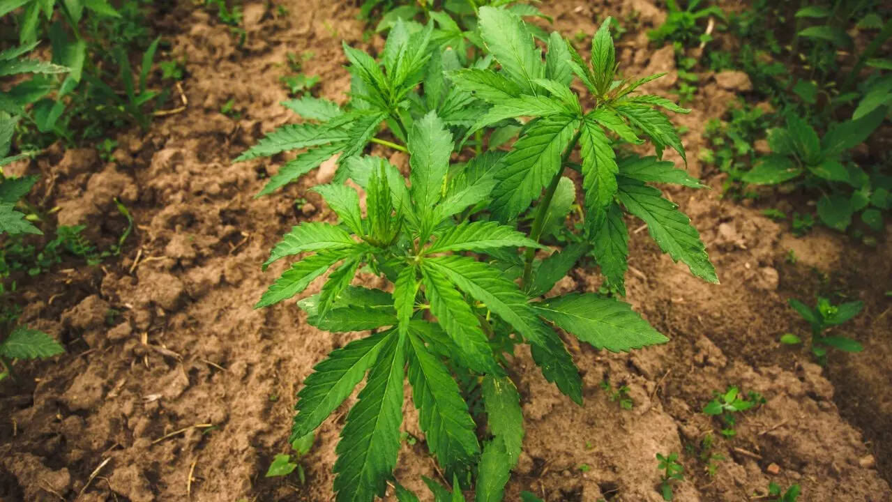 cannabis