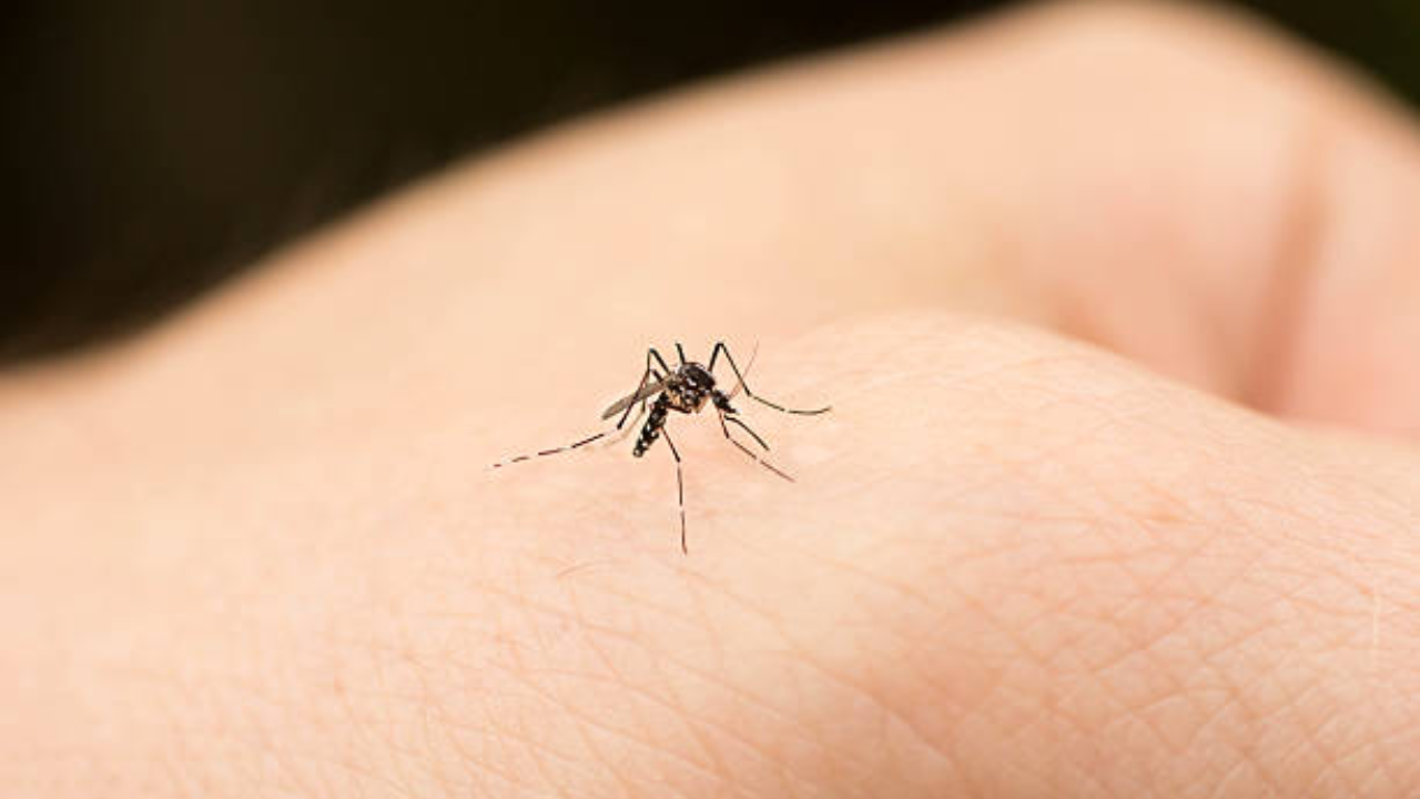 Egypt declared Malaria free: What India needs to learn about mosquito management now