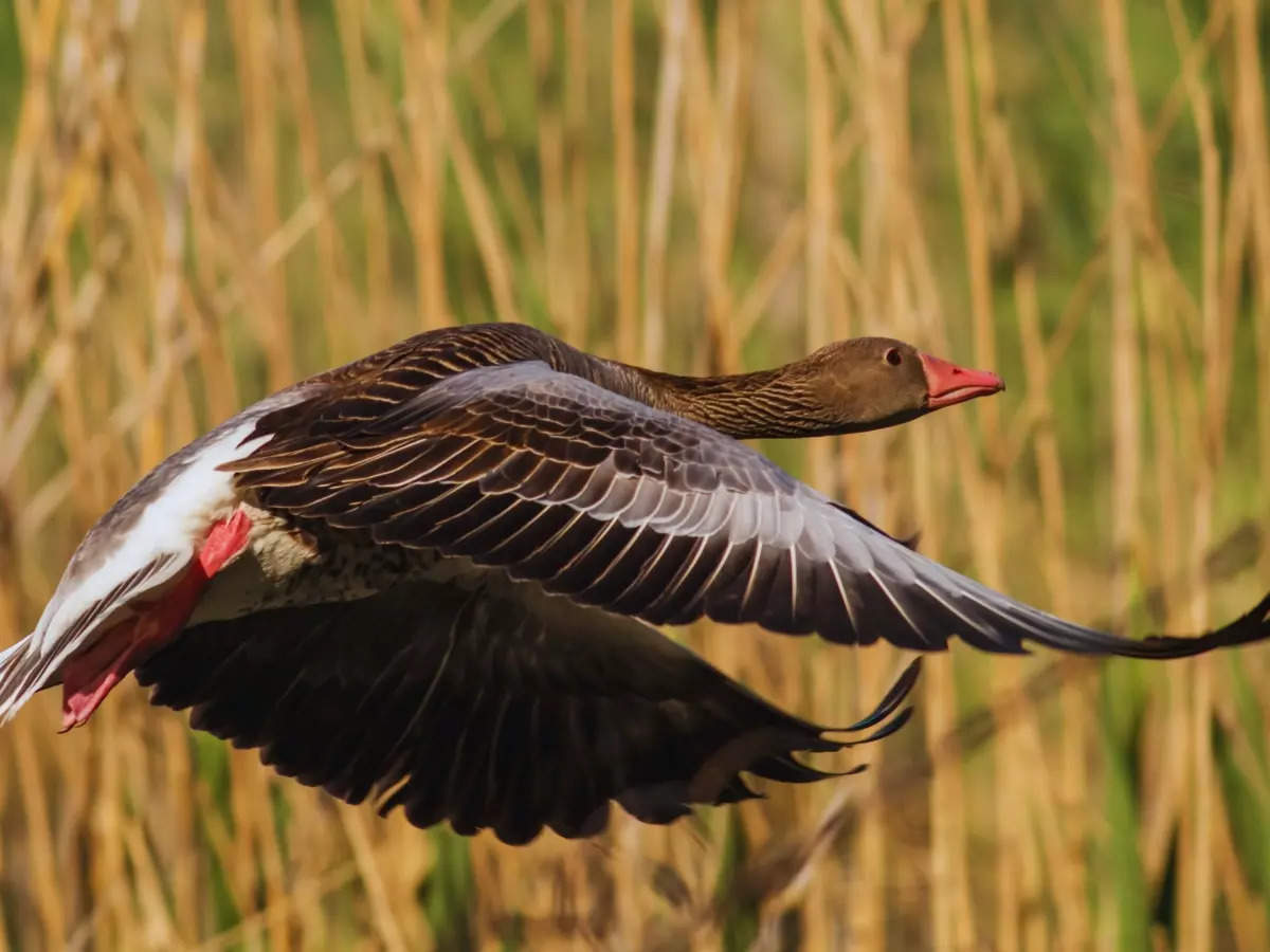 Tikri Forest and Parvati Arga Bird Sanctuary to become new tourist hotspots near Ayodhya