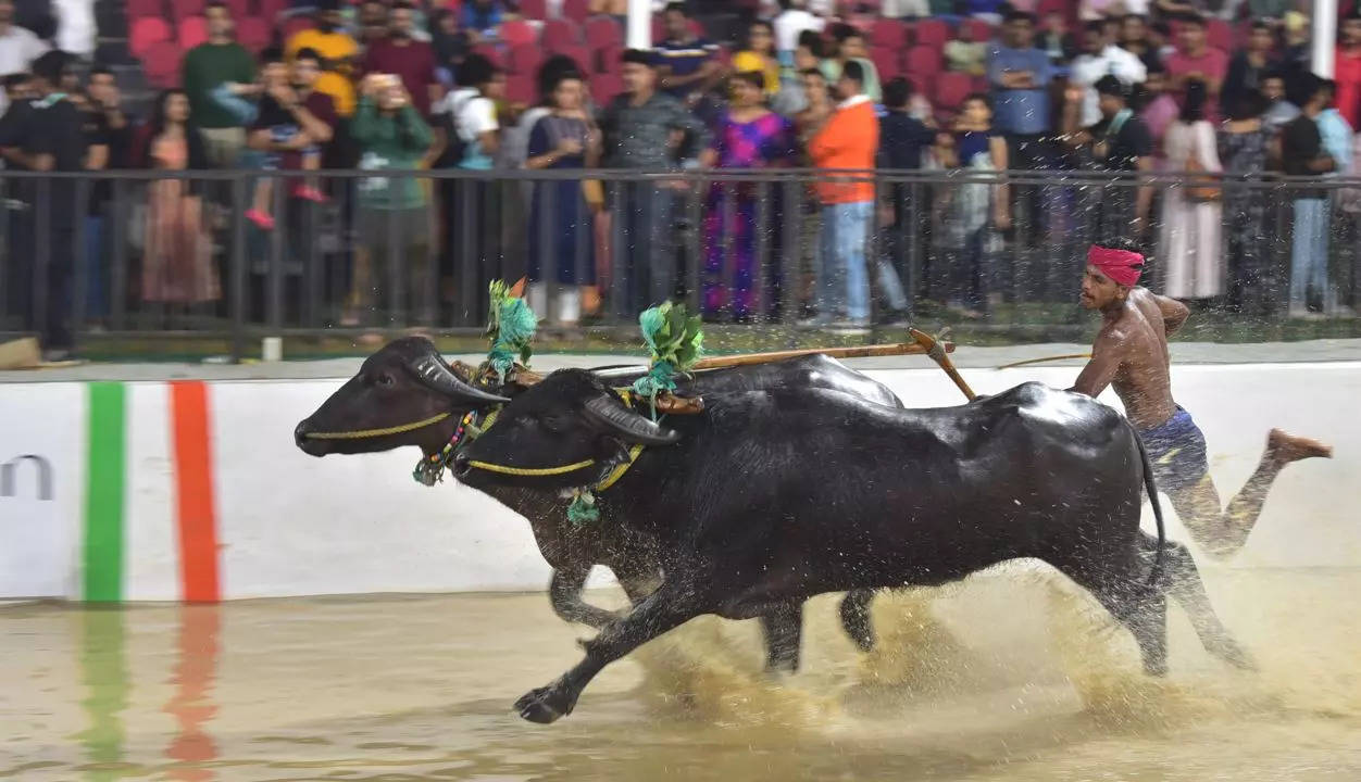 No Kambala in Bengaluru this year?