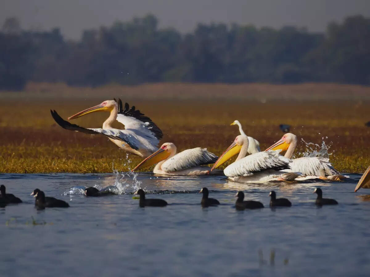 All about Keoladeo Bird Sanctuary, a UNESCO World Heritage Site