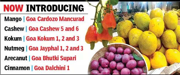 Nutritional dash in ICAR Goa’s 11 new horticulture crop types