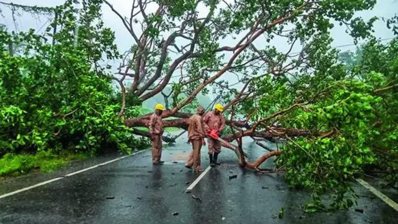 Mangrove & anticyclones: How Odisha was spared severe damage from Cyclone Dana