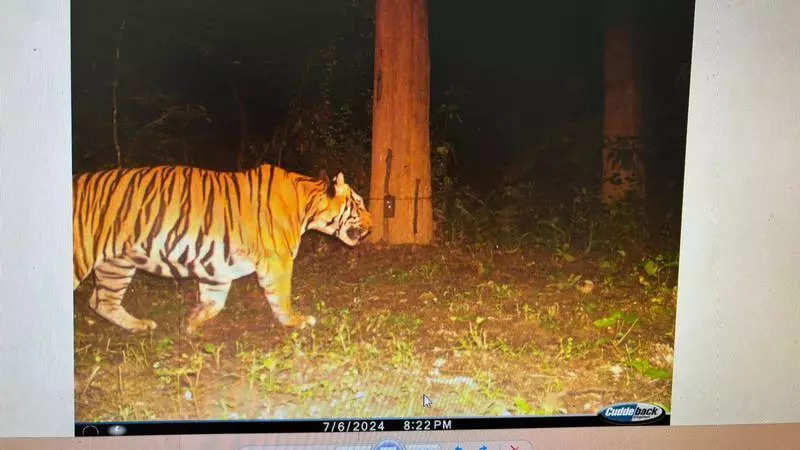 Tiger sightings reported in Coimbatore forest division