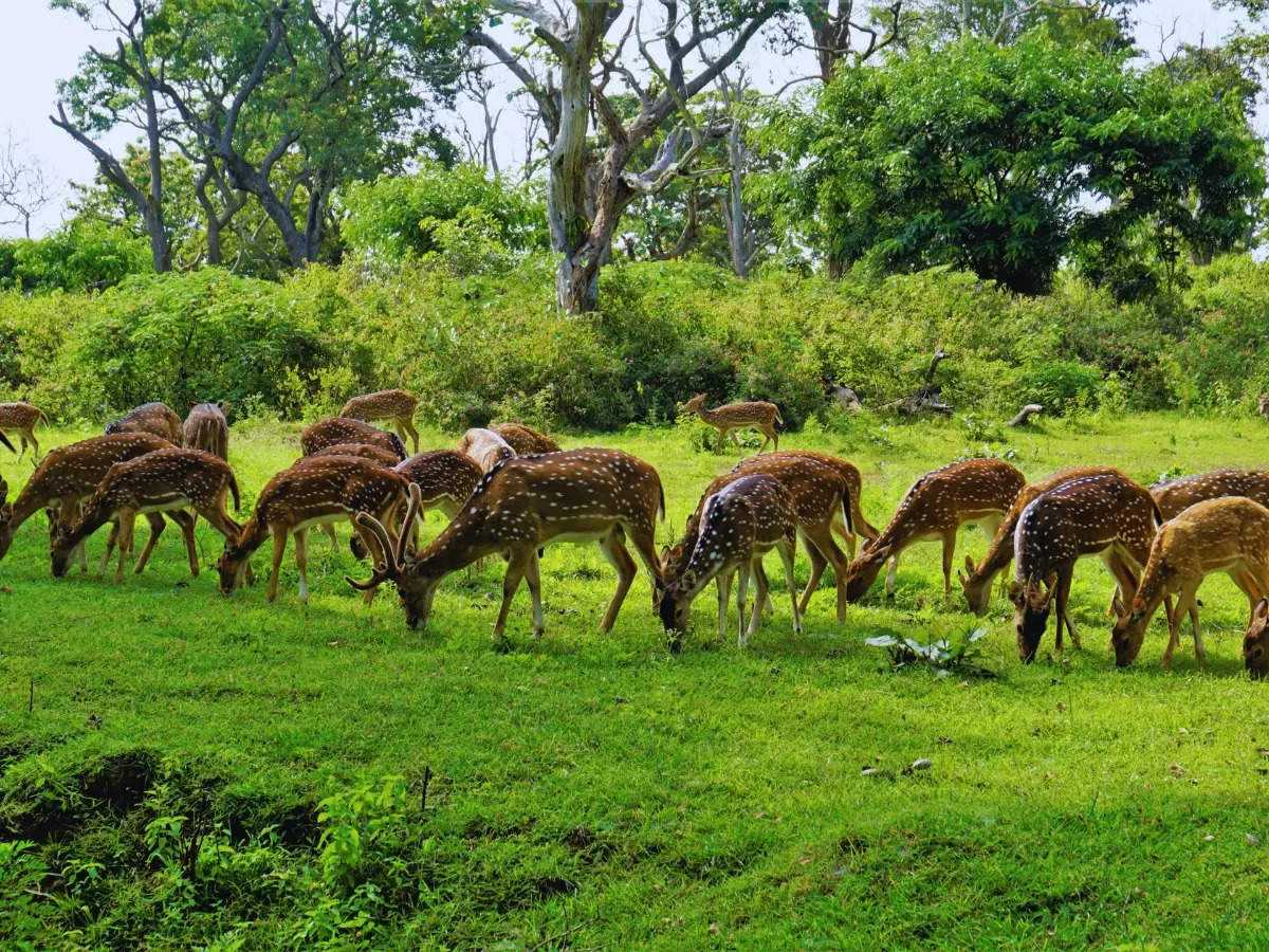 Mysore-Ooty road trip: An epic drive through two national parks