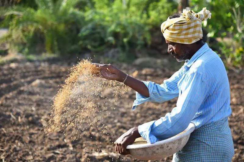 Prof Jayashankar agri varsity plans to supply high-quality seeds to farmers from next year