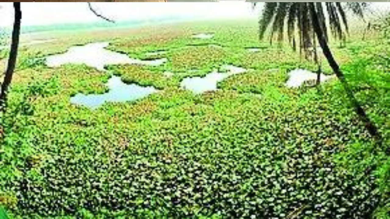 India to soon increase number of Ramsar wetland sites to 100