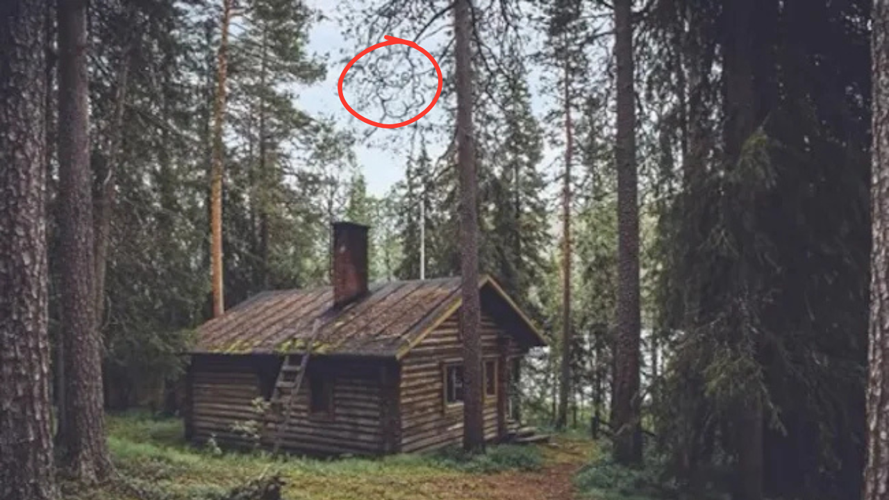bear (4)