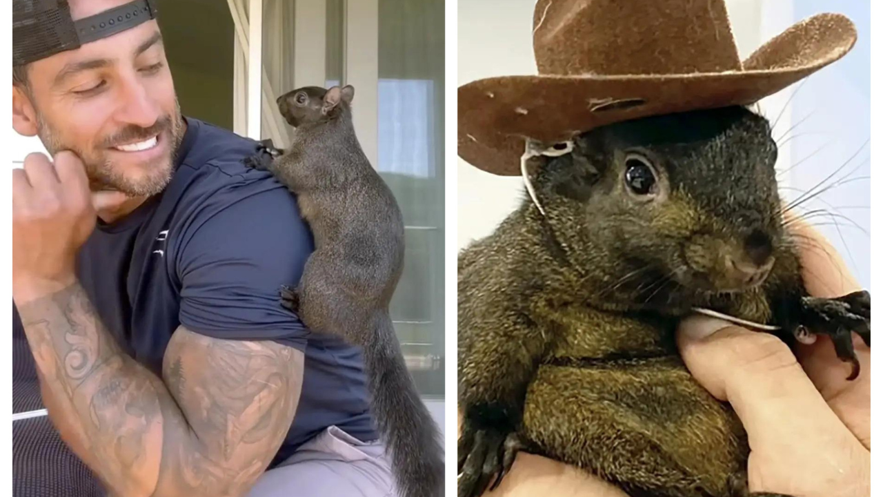 Elon Musk, RFK Jr react to euthanization of P'Nut the Squirrel: 'Are these the same guys...'