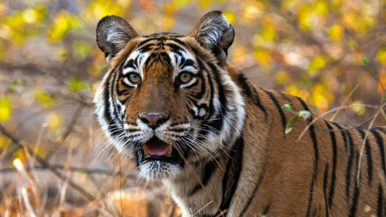 Ranthambore National Park: 25 of 75 tigers are missing