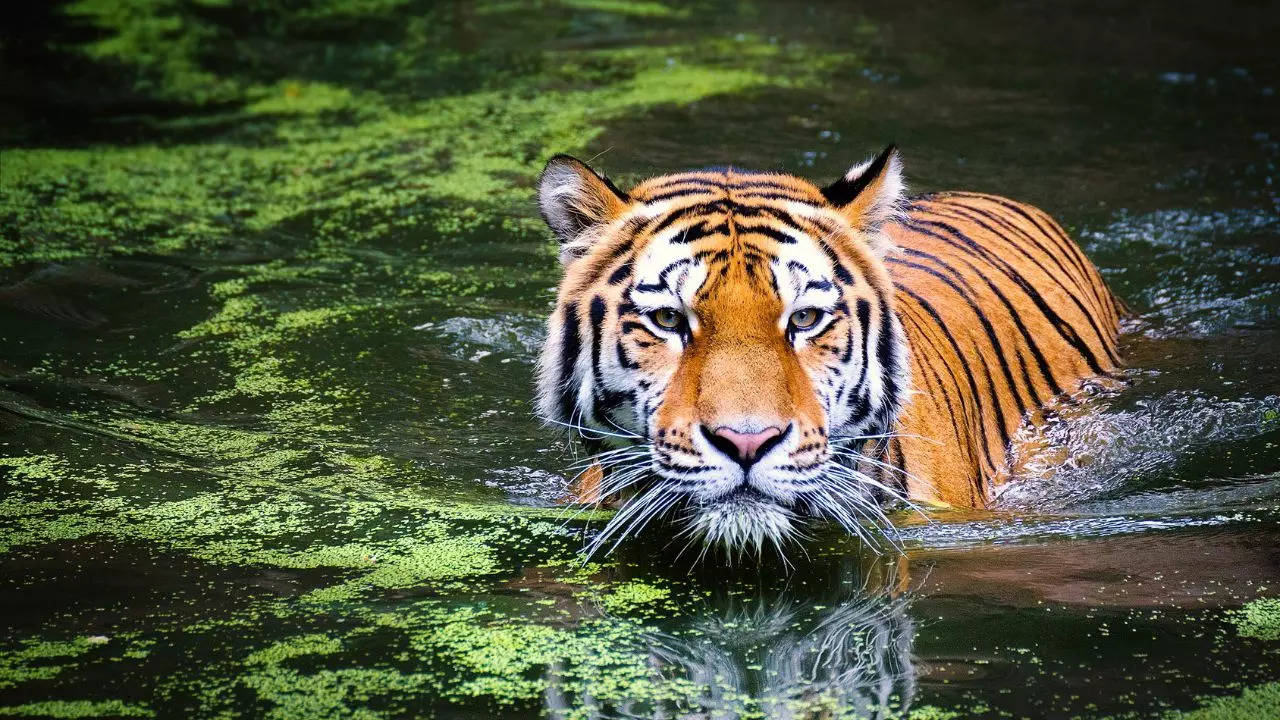 Explore the ultimate safari adventure in Tadoba-Andhari Tiger Reserve: A complete guide