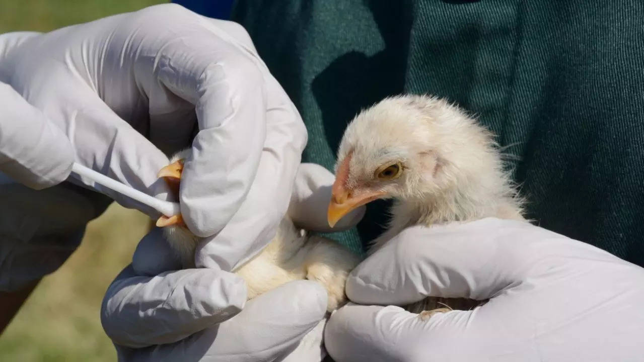 Many human bird flu infections went undetected, study uncovers