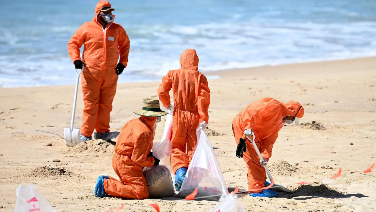 Sydney's 'mystery' toxic black beach balls turns out to be mini poop blobs