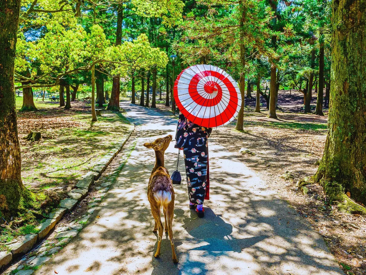 Japan: The wild deer of Nara have a unique way of interacting with people