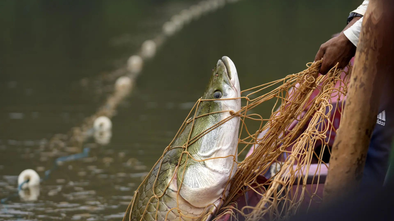 Severe droughts threaten sustainable catch of the Amazon's giant fish