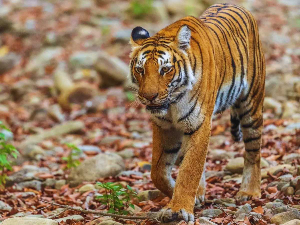 From tiger stories to rare birds: Why Pawalgarh is a must-visit in Uttarakhand