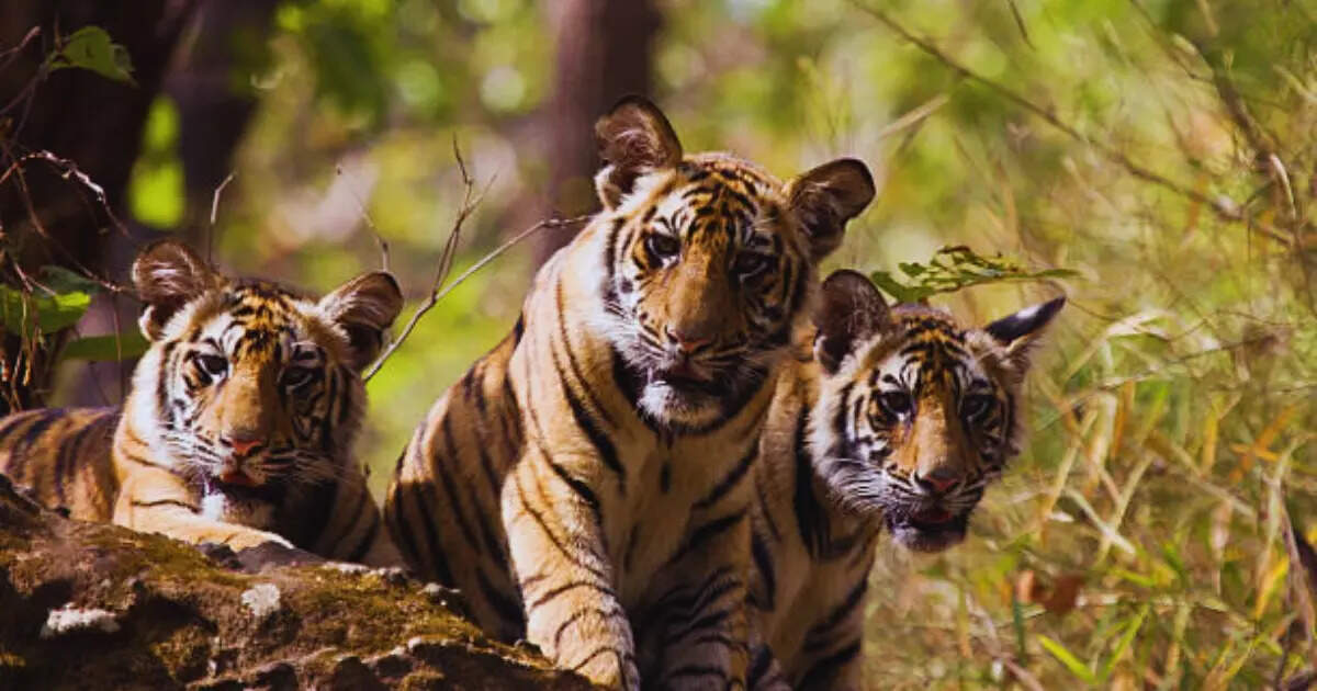 8 best places in Goa for wildlife adventures | Times of India