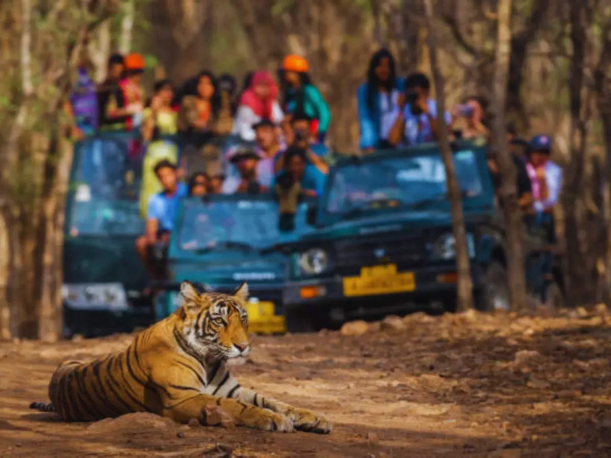 Wild Madhya Pradesh: Home to the largest number of national parks in India