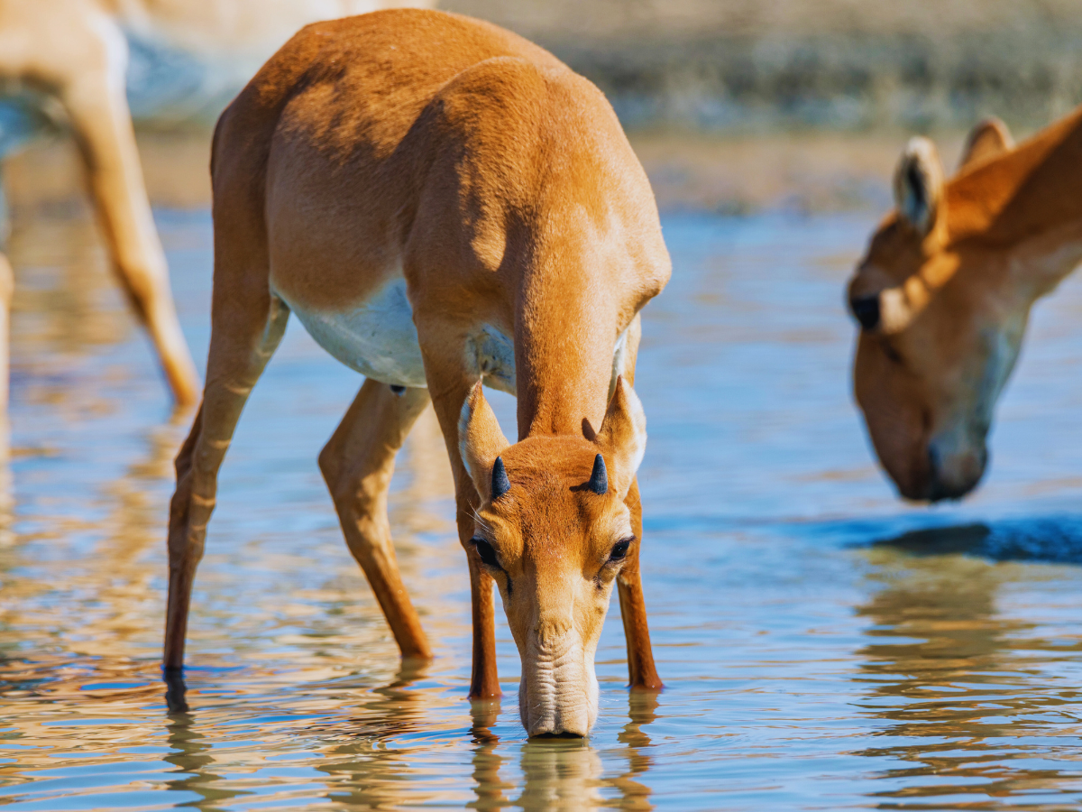 World’s 5 best places for endangered and exotic wildlife sightings