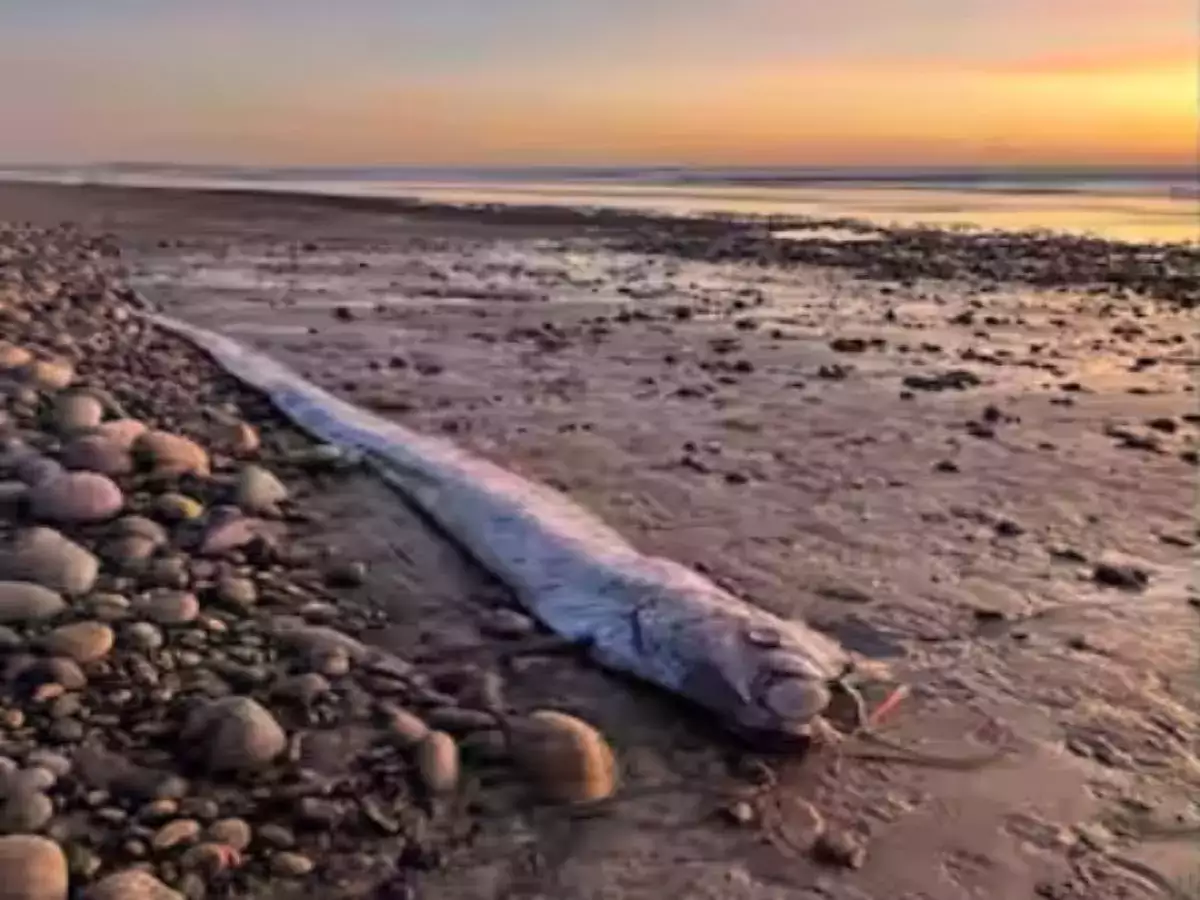 Rare 'Doomsday Fish' makes waves in California; marks third global sighting this year