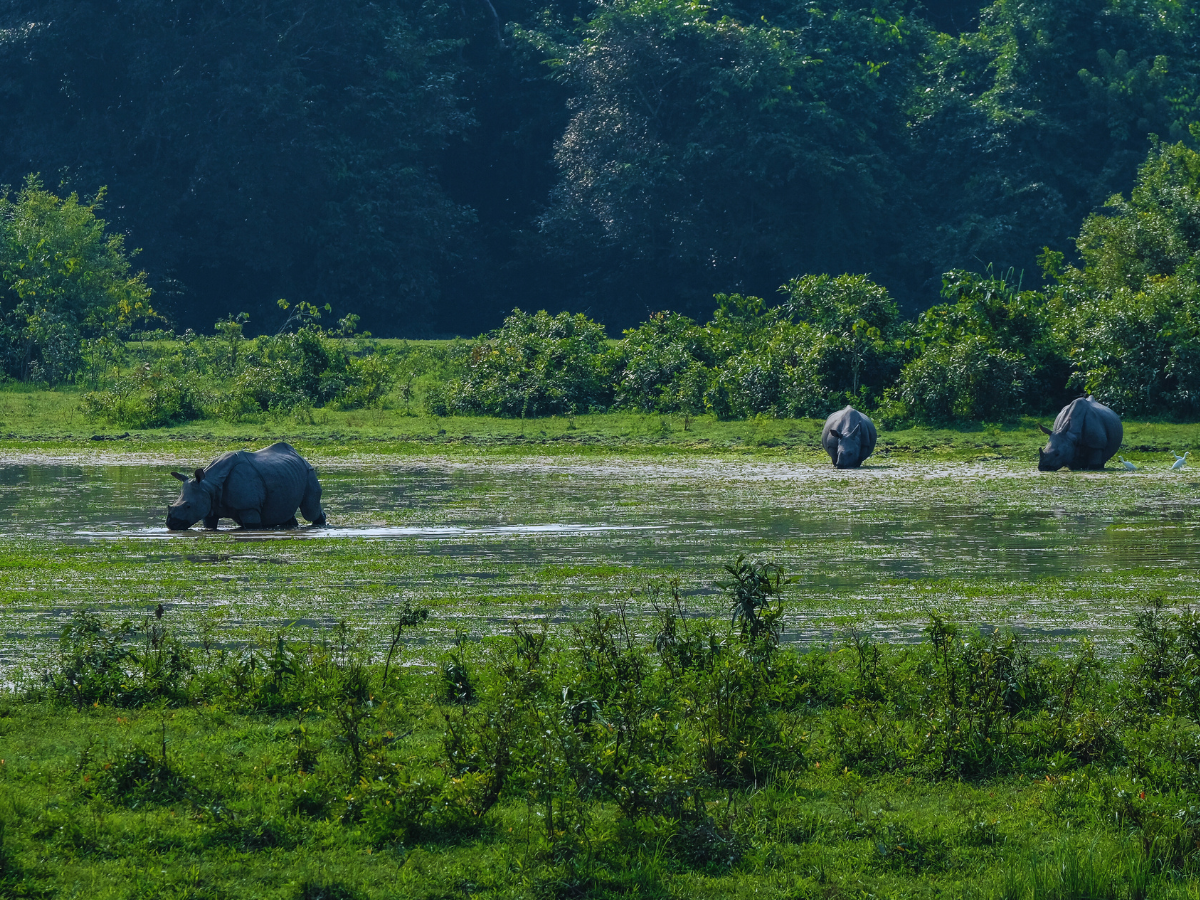 Kaziranga’s Big 5: A safari through Assam’s wildlife wonders