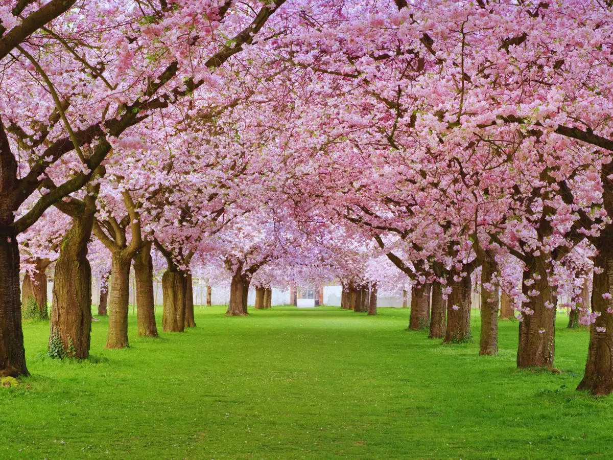 7 places in India to witness the beautiful cherry blossom