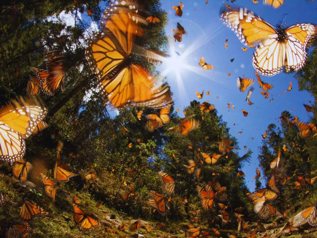 The Great Monarch Butterfly’s Migration: The longest migrations of any insect species