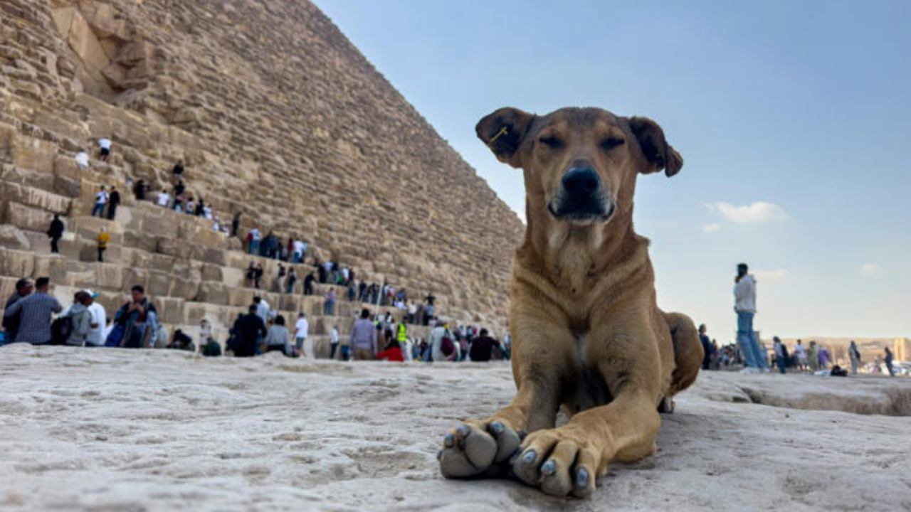 Apollo, the stray dog scaling Egypt’s pyramids, becomes viral sensation