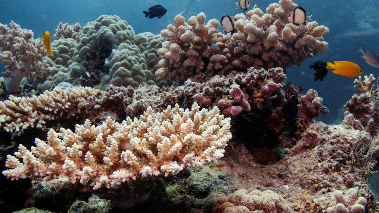 Parts of Great Barrier Reef suffer highest coral mortality on record