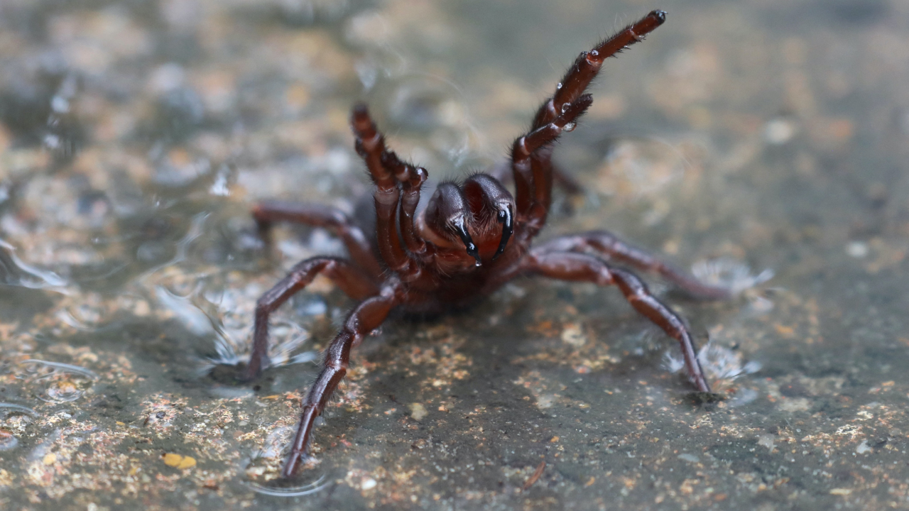 Australians urged to catch deadly funnel-web spiders for antivenom production