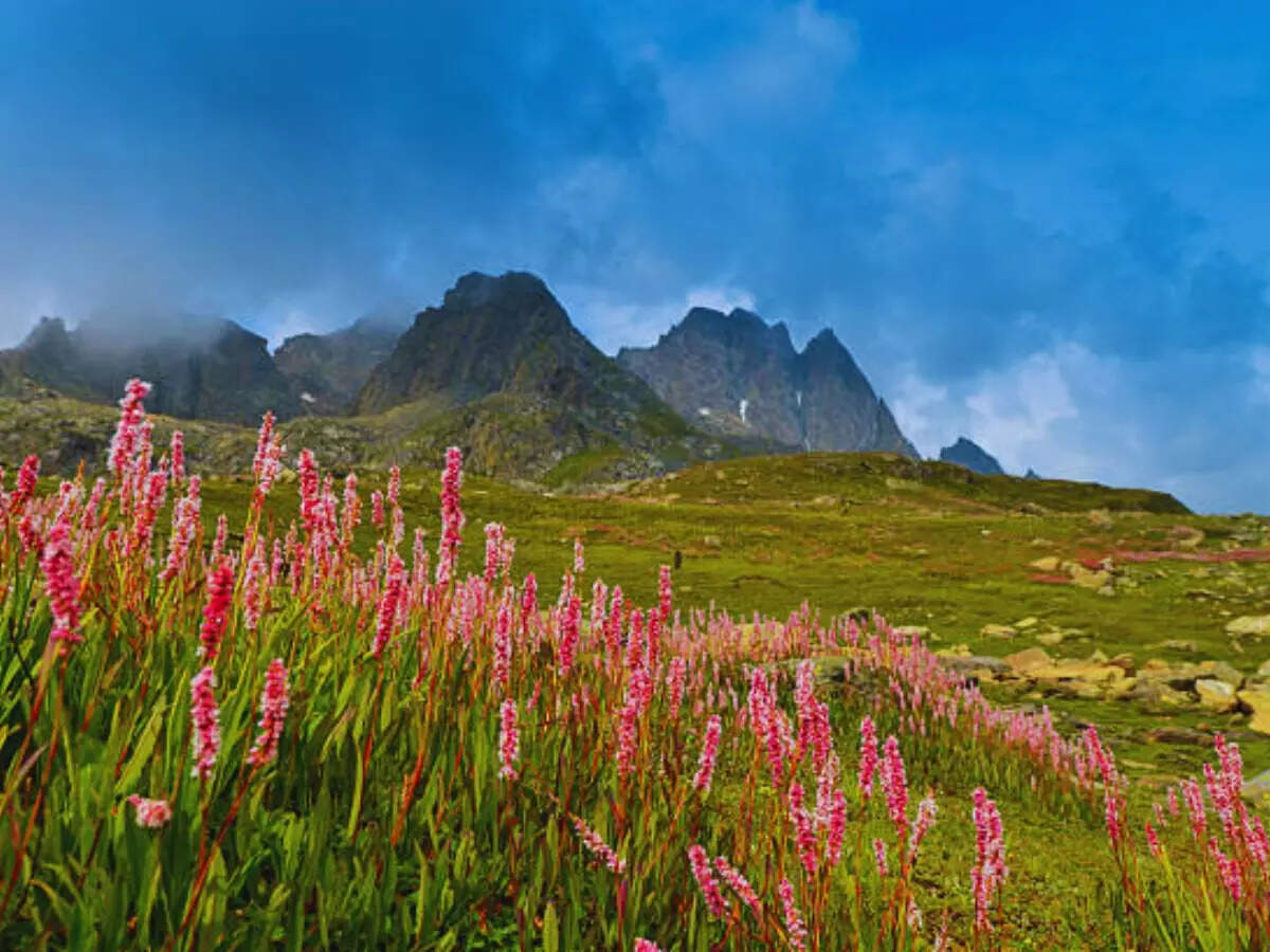 From Neelakurinji to tulips: Indian destinations known for their stunning flowers