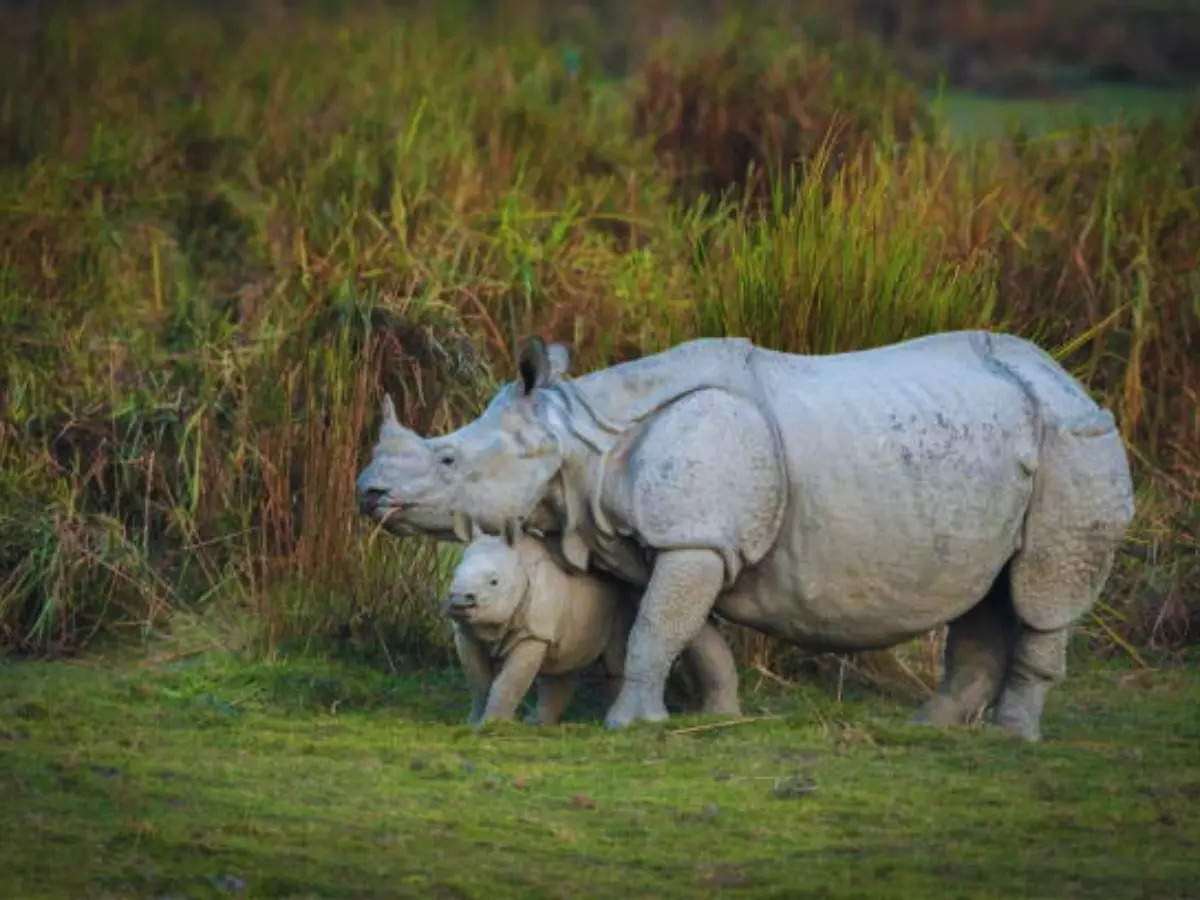 From tea gardens to rhinos: 8 reasons why Assam is a tourism hotspot