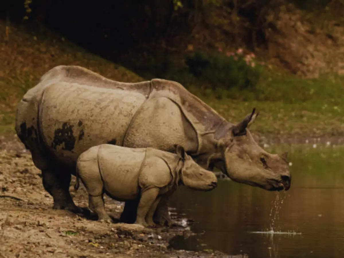 Beyond the rhinos: The human side of Kaziranga National Park