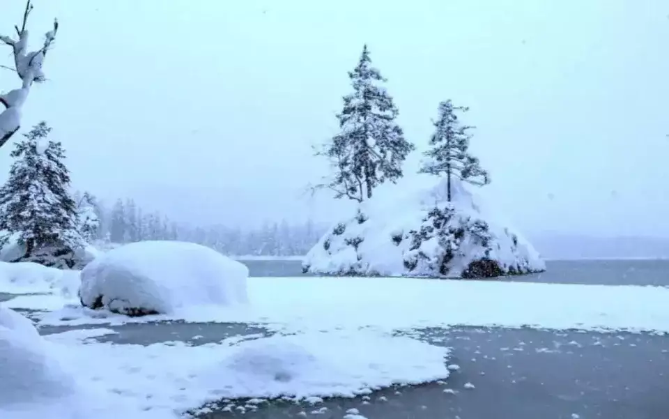 Optical illusion: Only the smartest one in the room can spot the Polar bear