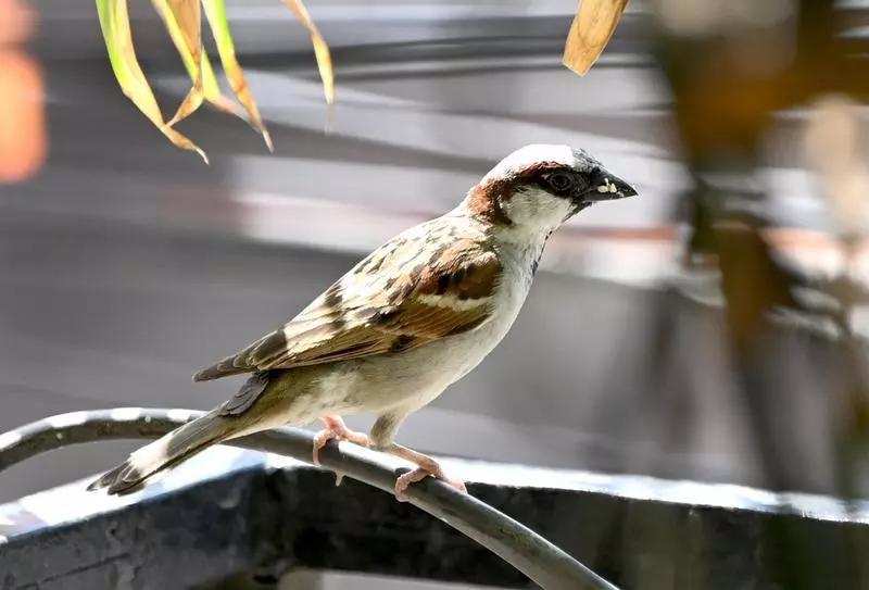 'Now sparrows seen only in pictures, videos': PM Modi