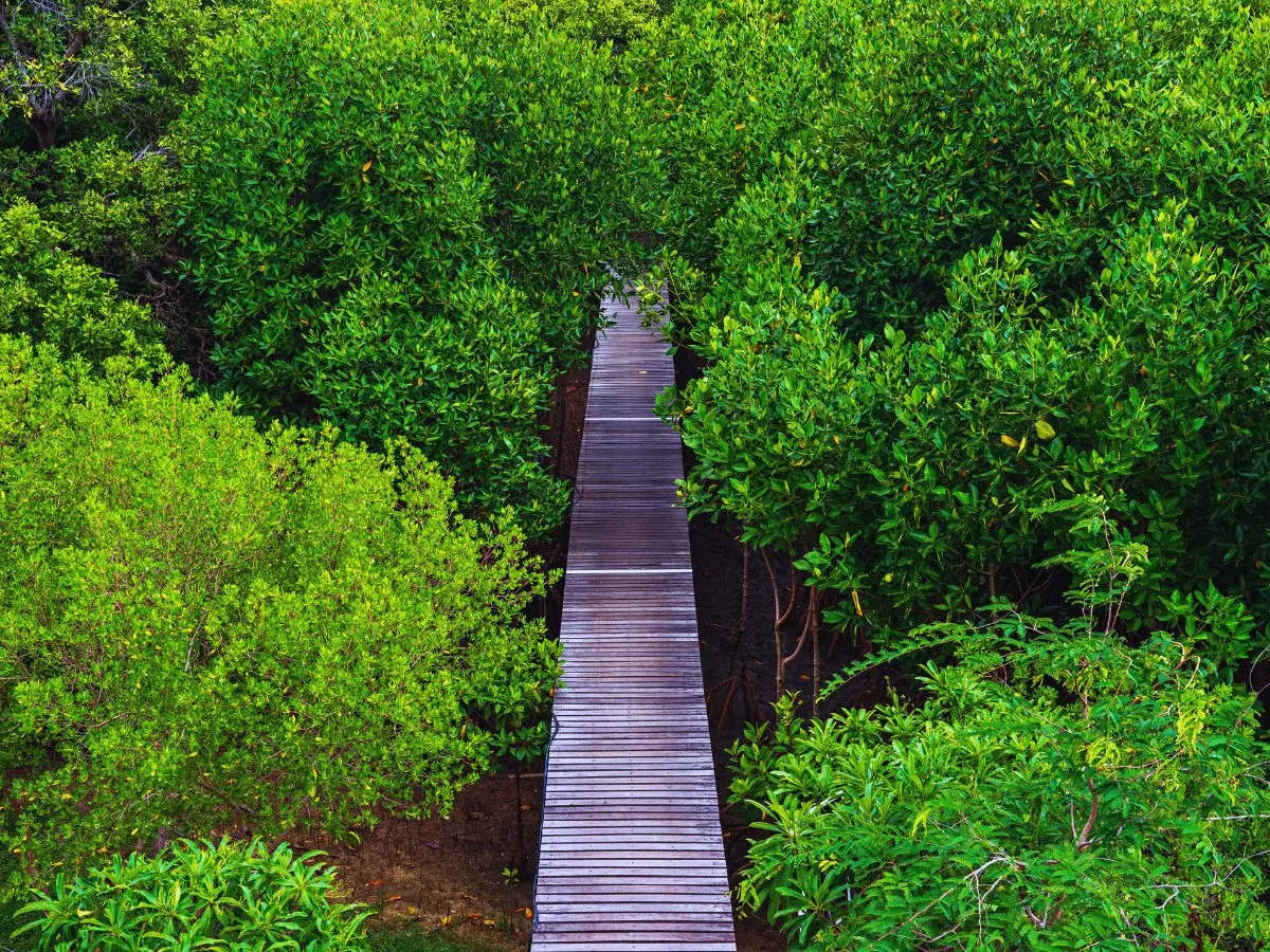 Mumbai soon to get its first elevated forest walkway in Malabar Hill