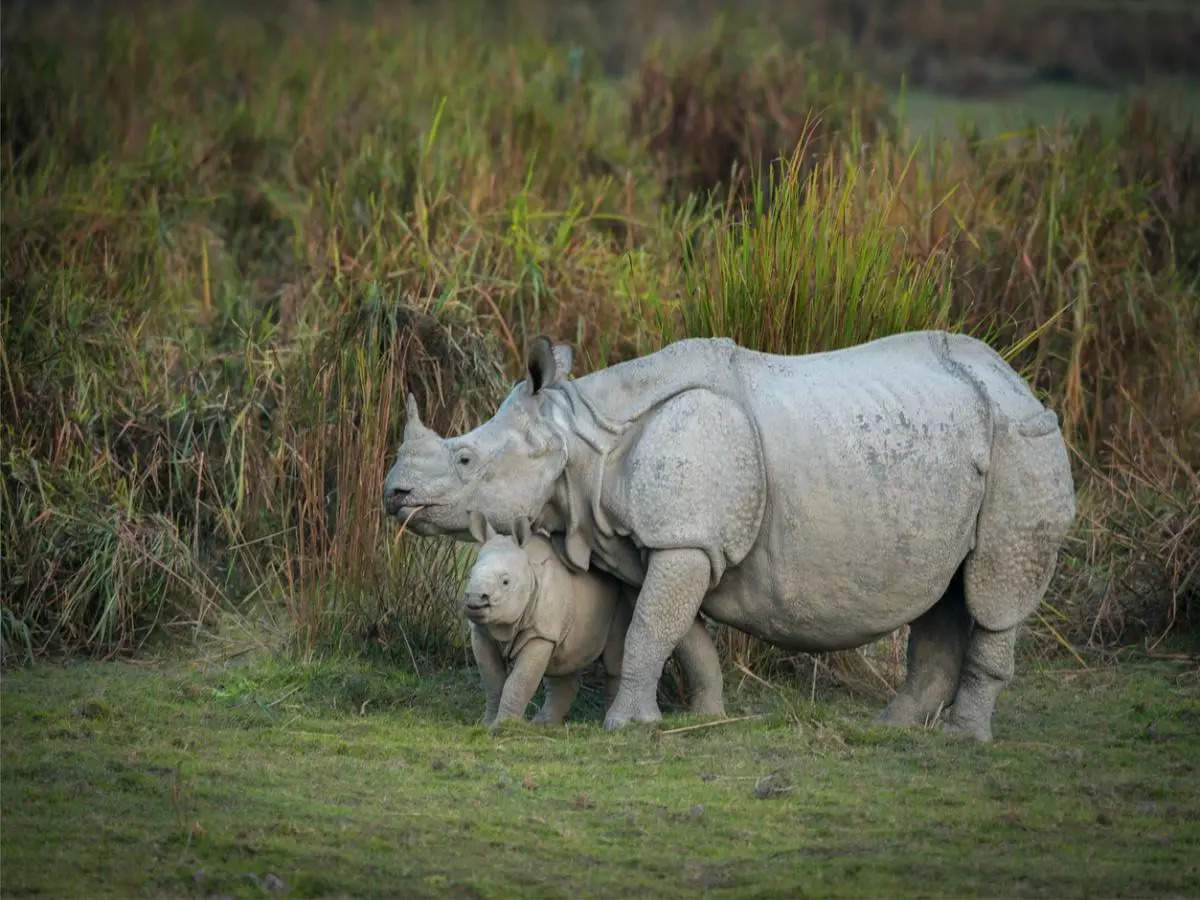 International Tourism Mart 2024: Kaziranga showcases North East India's tourism potential at the event