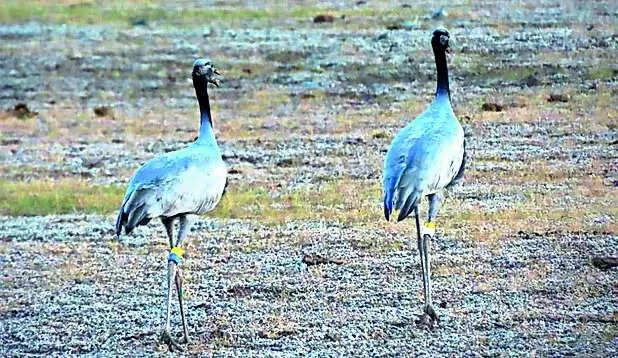 Siberia to Rajasthan, crane sets a flight record - 3,676 km