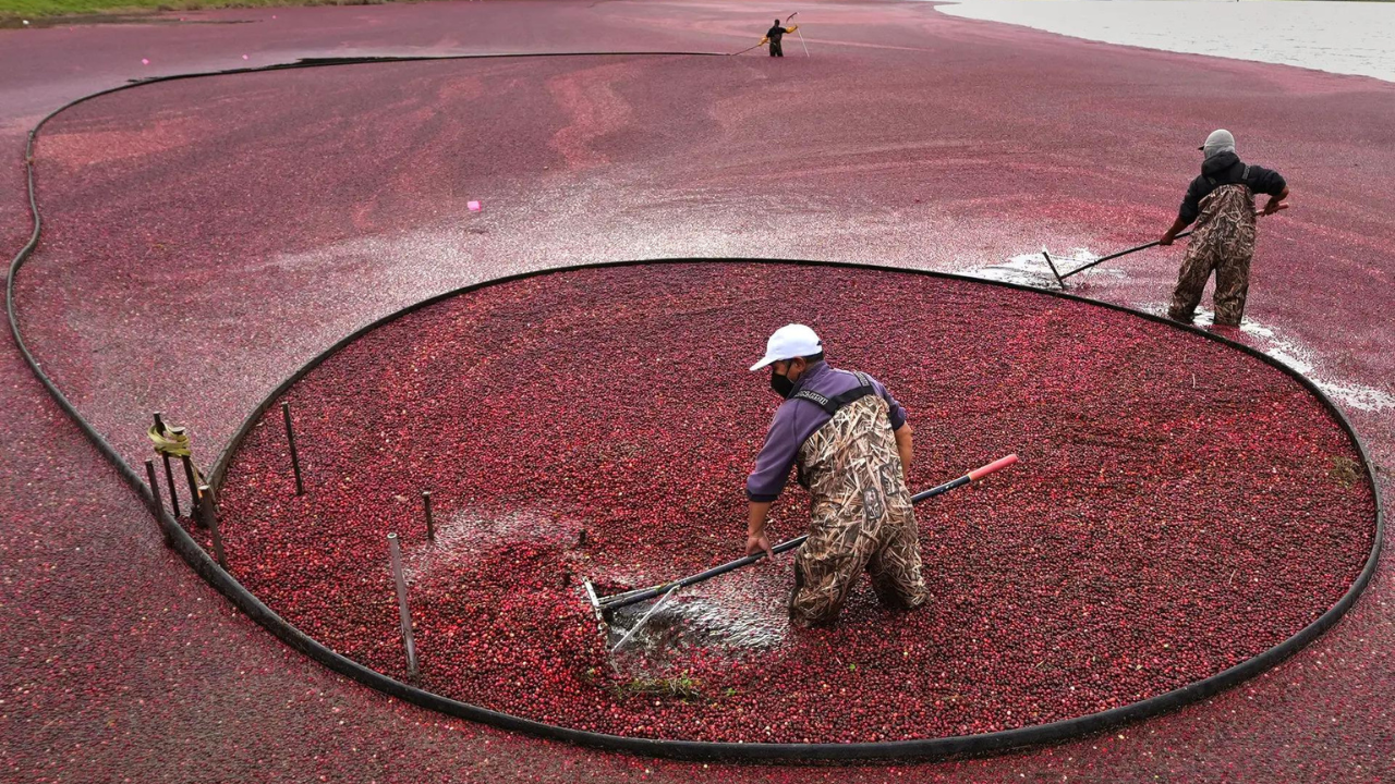 Massachusetts farmers anticipate record cranberry harvest despite climate challenges