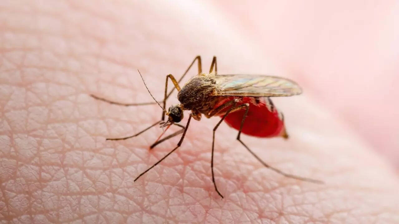 Texas dengue (2)