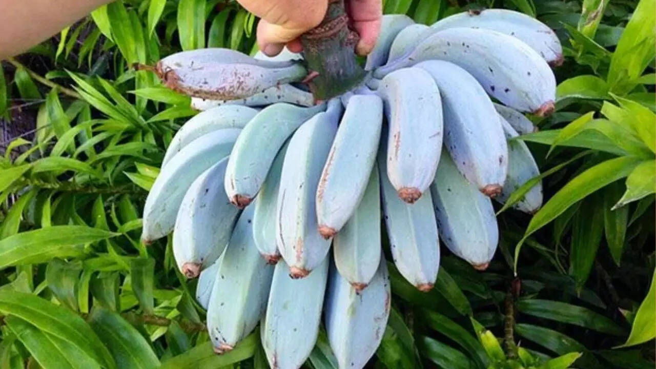 Bananas