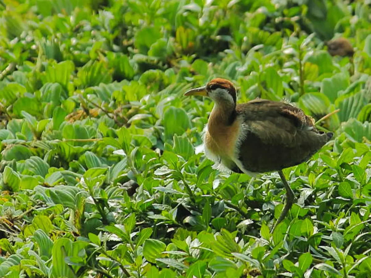 Wild Delhi: A quick guide to Okhla Bird Sanctuary in Delhi-NCR