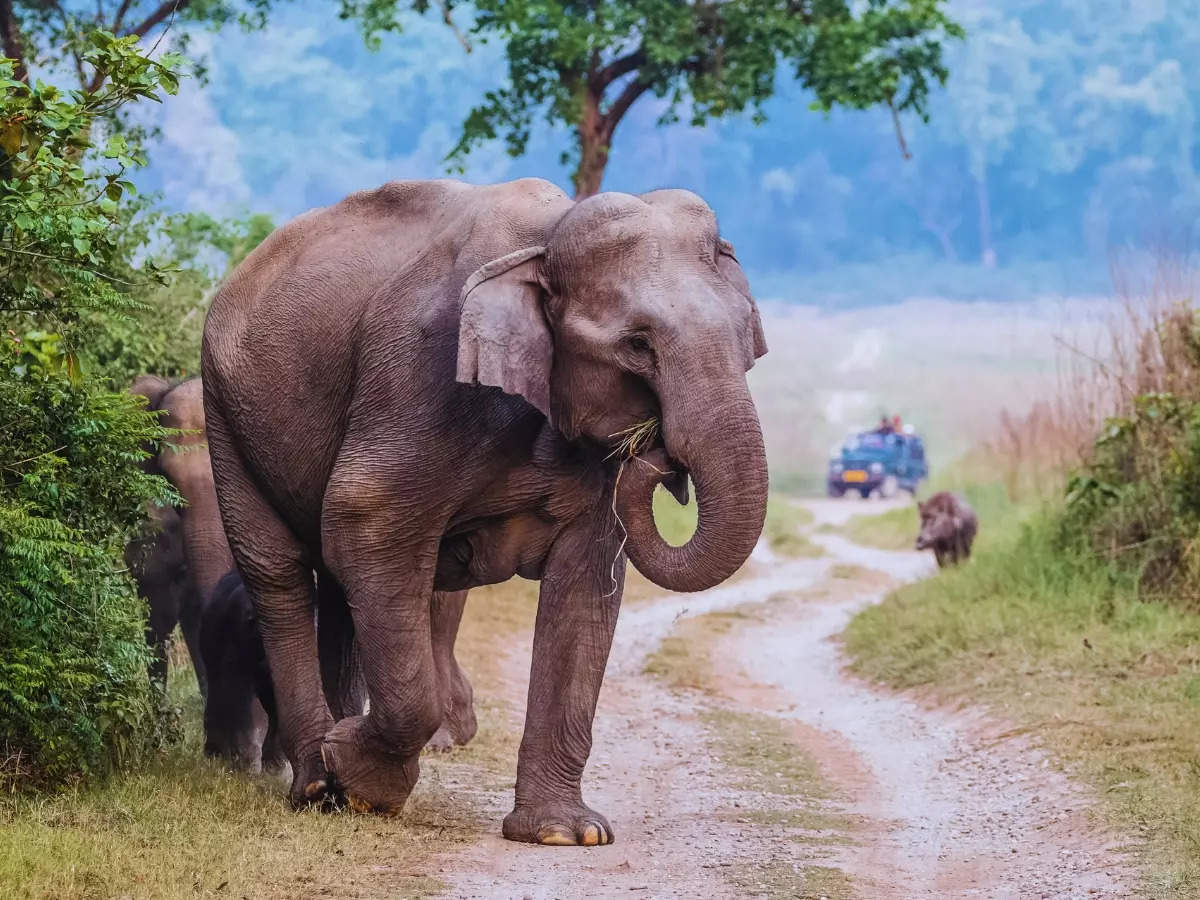 How sustainable is ‘sustainable wildlife tourism’ in India?