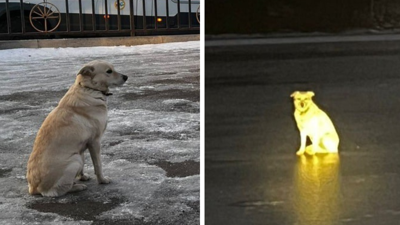 'Russian Hachikō': Dog waits four days on ice for owner who drowned at the spot