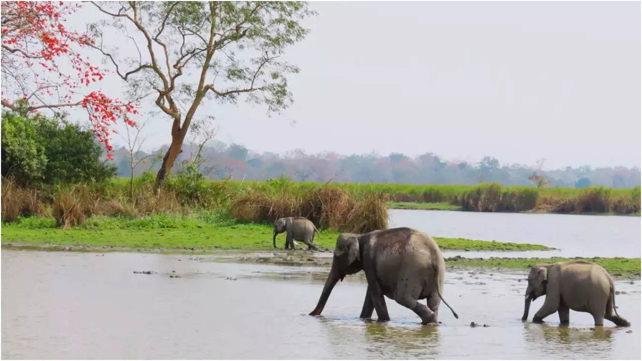 Researchers to study DNA from dung to save Laos elephants